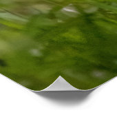 赤いキツネキット ポスター (角)