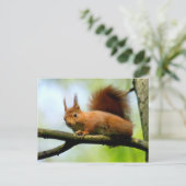 赤いキツネザルが木の枝にいる ポストカード (スタンド正面)