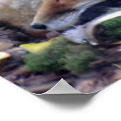 赤いキツネポスター ポスター (角)