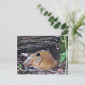 赤いキツネポストカード ポストカード (スタンド正面)