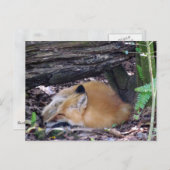 赤いキツネポストカード ポストカード (正面/裏面)