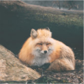 赤いキツネ シール (正面)