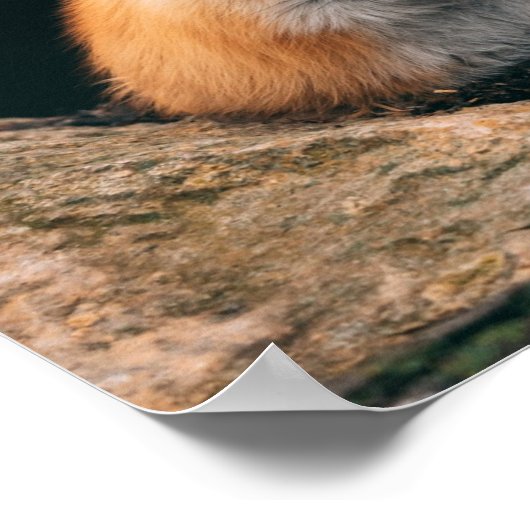 赤いキツネ ポスター (角)