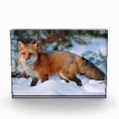 赤いキツネ | モンタナ州の冬の雪 フォトブロック (正面)