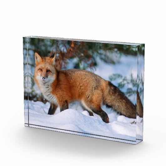 赤いキツネ | モンタナ州の冬の雪 フォトブロック (右)