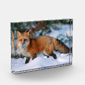 赤いキツネ | モンタナ州の冬の雪 フォトブロック (左)