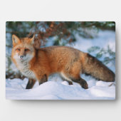 赤いキツネ | モンタナ州の冬の雪 フォトプラーク (正面)