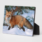 赤いキツネ | モンタナ州の冬の雪 フォトプラーク (側面)