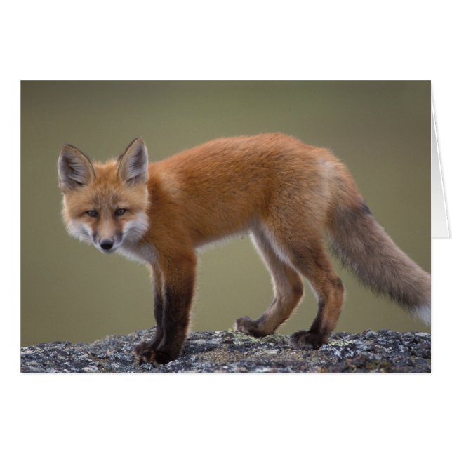 赤いキツネ, Vulpes vulpes, セントラルノース2沿い (正面横)