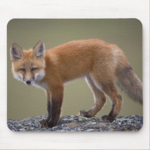赤いキツネ、Vulpes vulpes、セントラルノース2 マウスパッド