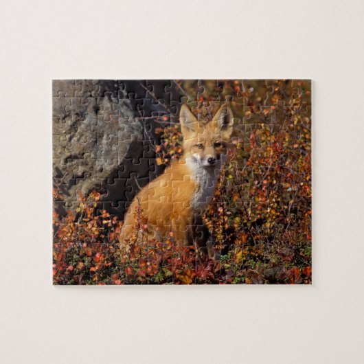 赤いキツネ、Vulpes vulpes、ブルックス山脈の中央北斜面に沿った秋の色合い、北極アラスカ ジグソーパズル (横)