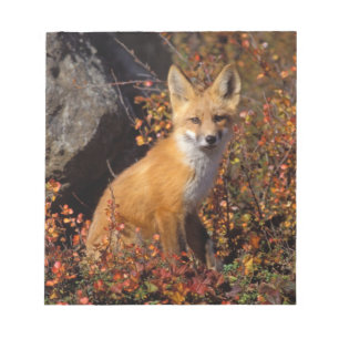 赤いキツネ、Vulpes vulpes、ブルックス山脈の北斜面中部、北極アラスカ州の紅葉の沿いに ノートパッド