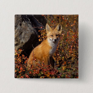 赤いキツネ、Vulpes vulpes、ブルックス山脈の北斜面中部、北極圏の\アラスカ州の秋の色 缶バッジ