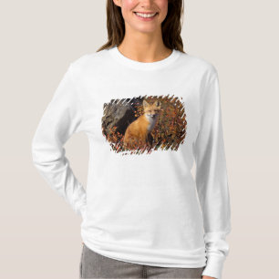 赤いキツネ、Vulpes vulpes、ブルックス山脈の北斜面中部、北極圏の\アラスカ州の秋の色 Tシャツ