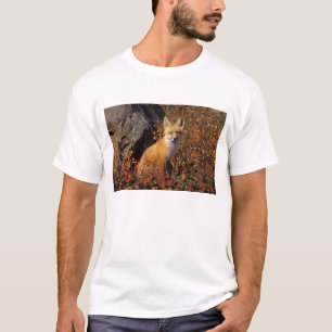 赤いキツネ、Vulpes vulpes、ブルックス山脈の北斜面、北極圏の Tシャツ