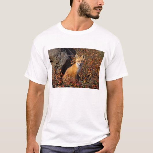 赤いキツネ、Vulpes vulpes、ブルックス山脈の北斜面、北極圏の Tシャツ (正面)