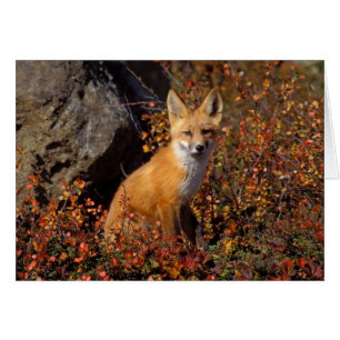 赤いキツネ、Vulpes vulpes、北ブロックス山脈の中央北斜面に沿った秋の色合い、北極アラスカ
