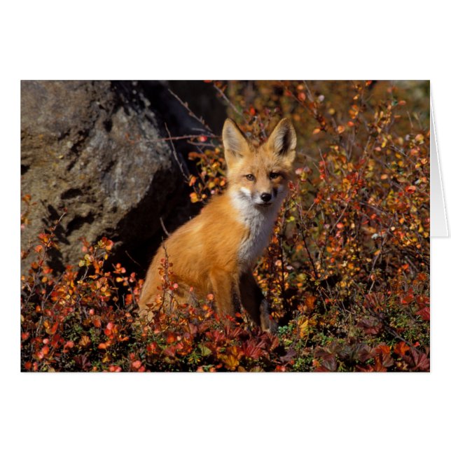 赤いキツネ、Vulpes vulpes、北ブロックス山脈の中央北斜面に沿った秋の色合い、北極アラスカ (正面横)