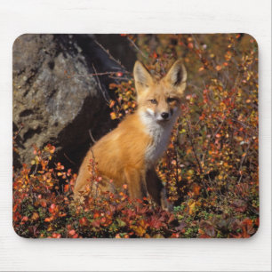 赤いキツネ、Vulpes vulpes、北ブロックス山脈の中央北斜面に沿った秋の色合い、北極アラスカ マウスパッド