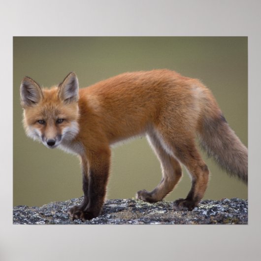 赤いキツネ、Vulpes vulpes、北中部2沿い ポスター (正面)