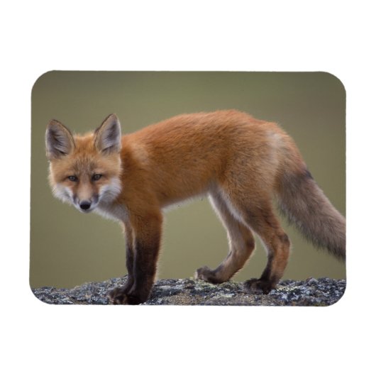 赤いキツネ、Vulpes vulpes、北中部2 マグネット (横)