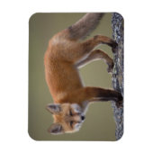赤いキツネ、Vulpes vulpes、北中部2 マグネット (縦)