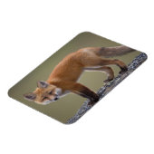 赤いキツネ、Vulpes vulpes、北中部2 マグネット (左側)