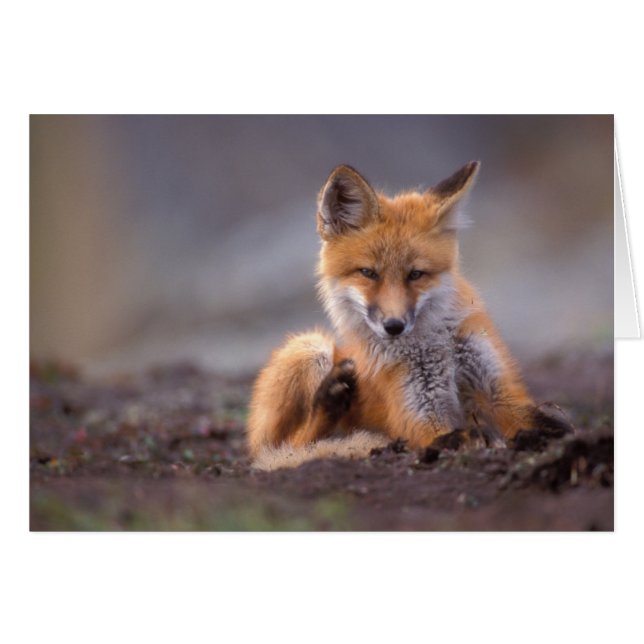 赤いキツネ, Vulpes vulpes, 子狐が体を掻く (正面横)