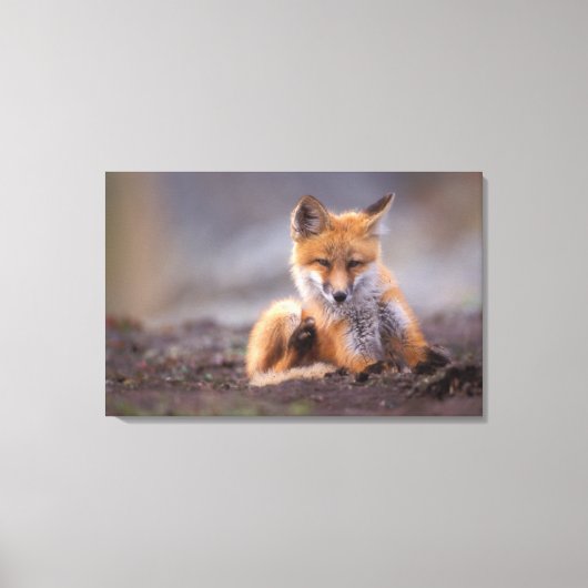 赤いキツネ, Vulpes vulpes, 子狐が体を掻く キャンバスプリント (正面)