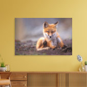 赤いキツネ, Vulpes vulpes, 子狐が体を掻く キャンバスプリント (インサイチュ (リビング))