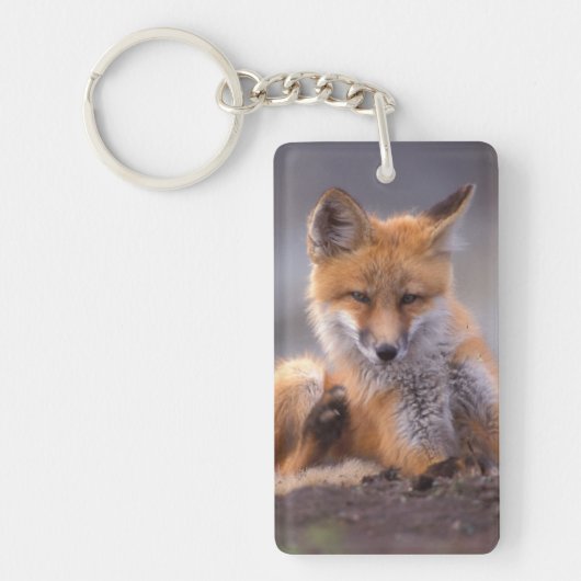 赤いキツネ, Vulpes vulpes, 子狐が体を掻く キーホルダー (正面)