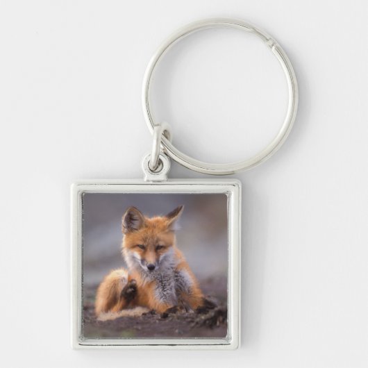 赤いキツネ, Vulpes vulpes, 子狐が体を掻く キーホルダー (正面)