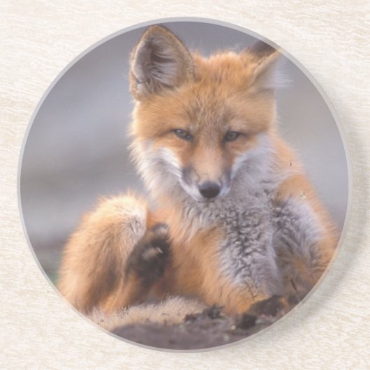 赤いキツネ, Vulpes vulpes, 子狐が体を掻く コースター (正面)