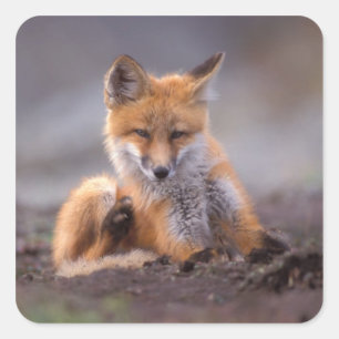 赤いキツネ, Vulpes vulpes, 子狐が体を掻く スクエアシール