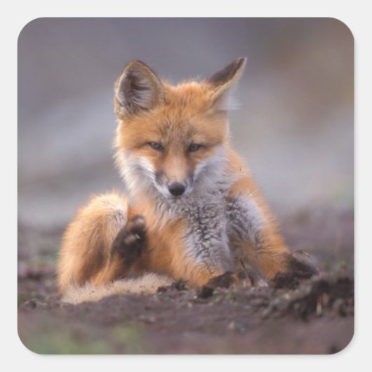 赤いキツネ, Vulpes vulpes, 子狐が体を掻く スクエアシール (正面)