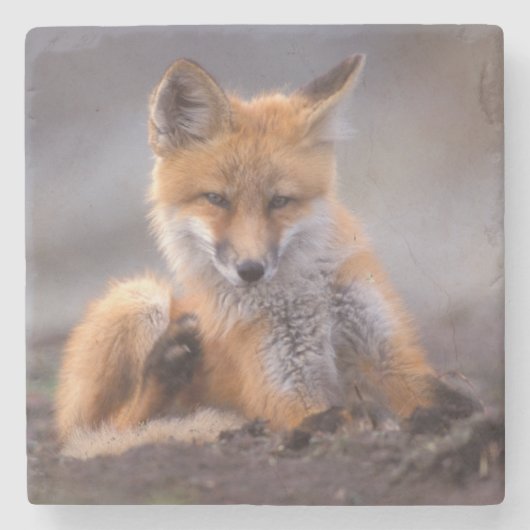 赤いキツネ, Vulpes vulpes, 子狐が体を掻く ストーンコースター (正面)