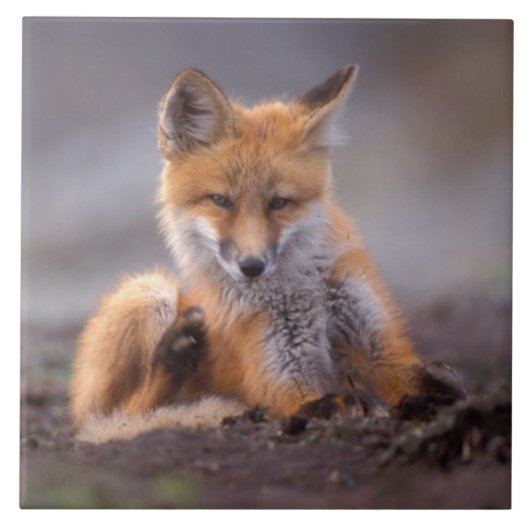 赤いキツネ, Vulpes vulpes, 子狐が体を掻く タイル (正面)