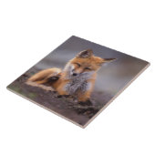 赤いキツネ, Vulpes vulpes, 子狐が体を掻く タイル (側面)