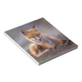 赤いキツネ, Vulpes vulpes, 子狐が体を掻く ノートパッド (アングル)