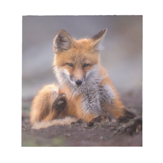 赤いキツネ, Vulpes vulpes, 子狐が体を掻く ノートパッド (正面)