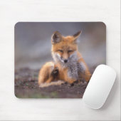 赤いキツネ, Vulpes vulpes, 子狐が体を掻く マウスパッド (マウス)