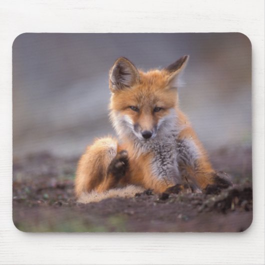 赤いキツネ, Vulpes vulpes, 子狐が体を掻く マウスパッド (正面)