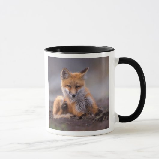 赤いキツネ, Vulpes vulpes, 子狐が体を掻く マグカップ (右)