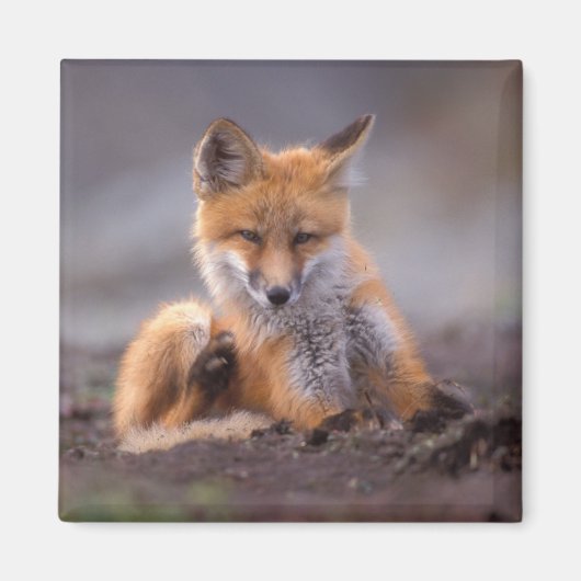 赤いキツネ, Vulpes vulpes, 子狐が体を掻く マグネット (正面)