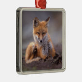 赤いキツネ, Vulpes vulpes, 子狐が体を掻く メタルオーナメント (右)