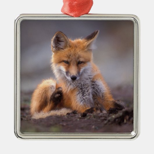 赤いキツネ, Vulpes vulpes, 子狐が体を掻く メタルオーナメント (正面)