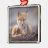 赤いキツネ, Vulpes vulpes, 子狐が体を掻く メタルオーナメント (左)