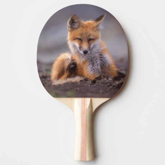 赤いキツネ、Vulpes vulpes、子狐が体を掻く、 卓球ラケット (正面)