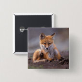 赤いキツネ, Vulpes vulpes, 子狐が体を掻く 缶バッジ (正面&裏面)