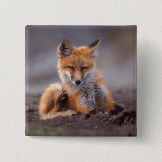 赤いキツネ, Vulpes vulpes, 子狐が体を掻く 缶バッジ (正面)